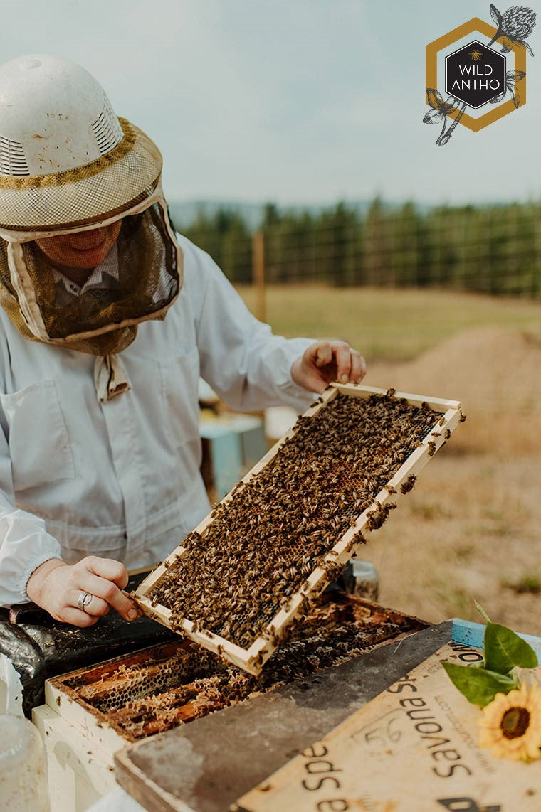 BC Queens, from Wild Antho (June-August) Sold Out