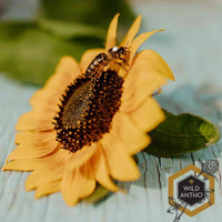 BC Queens, from Wild Antho (June-August) Sold Out