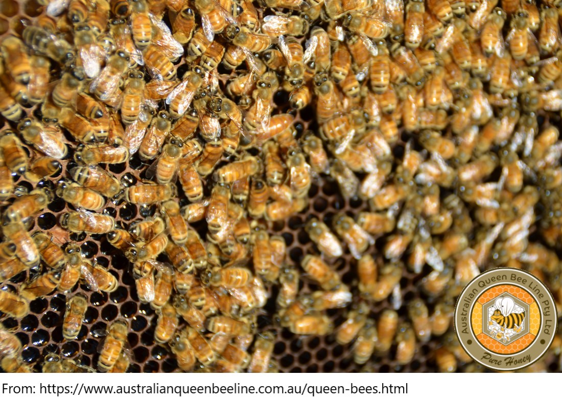 Honey Bee Queens  Beekeeping Gear Australia