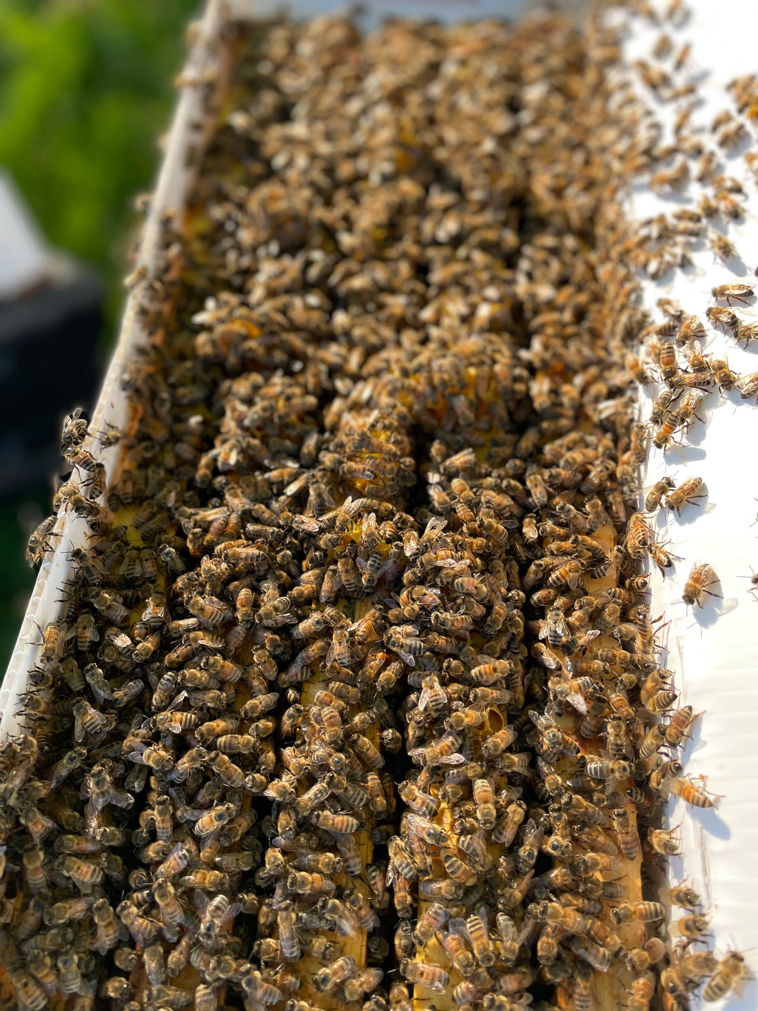 5-Frame BC Nuc, from Okanagan Honey