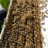 5-Frame BC Nuc, from Okanagan Honey