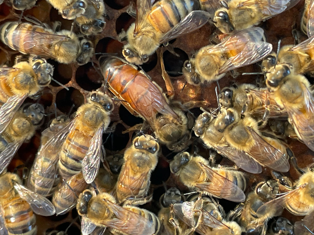 5-Frame BC Nuc, from Okanagan Honey