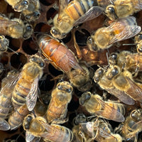 5-Frame BC Nuc, from Okanagan Honey