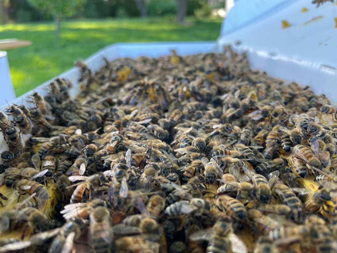 5-Frame BC Nuc, from Okanagan Honey