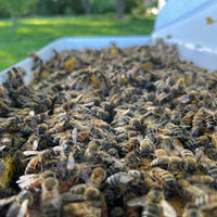 5-Frame BC Nuc, from Okanagan Honey