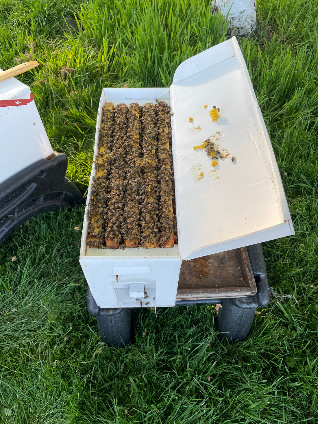 5-Frame BC Nuc, from Okanagan Honey