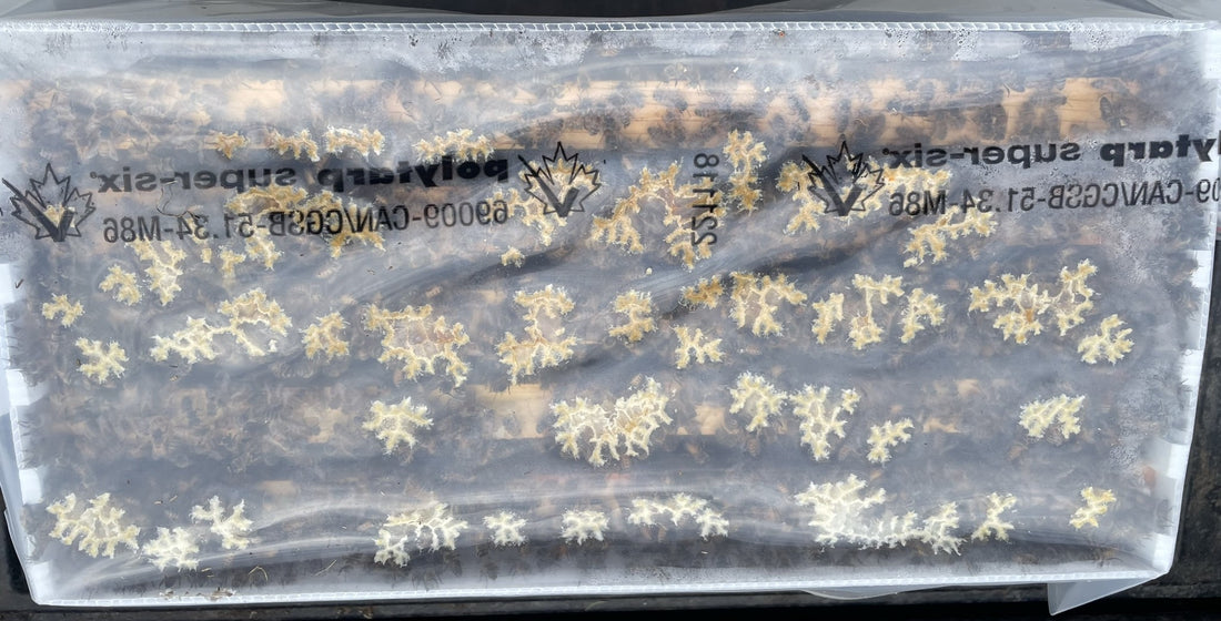 5-Frame BC Nuc, from Okanagan Honey