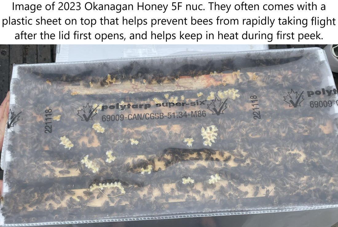 5-Frame Nuc from Okanagan Honey (Overwintered)