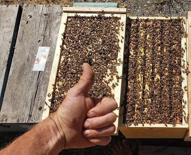 5-Frame Nuc from Golden Cariboo Honey Apiaries