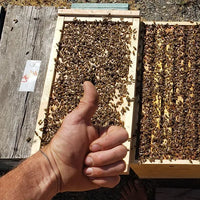 5-Frame Nuc from Golden Cariboo Honey Apiaries