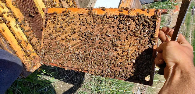 5-Frame Nuc from Golden Cariboo Honey Apiaries