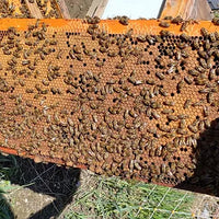 5-Frame Nuc from Golden Cariboo Honey Apiaries