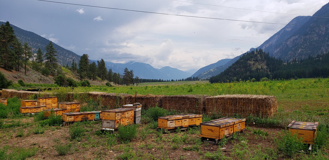 5-Frame Nuc from Golden Cariboo Honey Apiaries