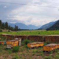 5-Frame Nuc from Golden Cariboo Honey Apiaries