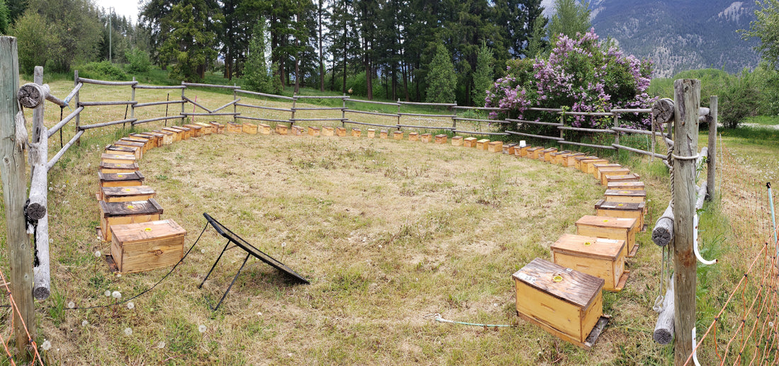 5-Frame Nuc from Golden Cariboo Honey Apiaries