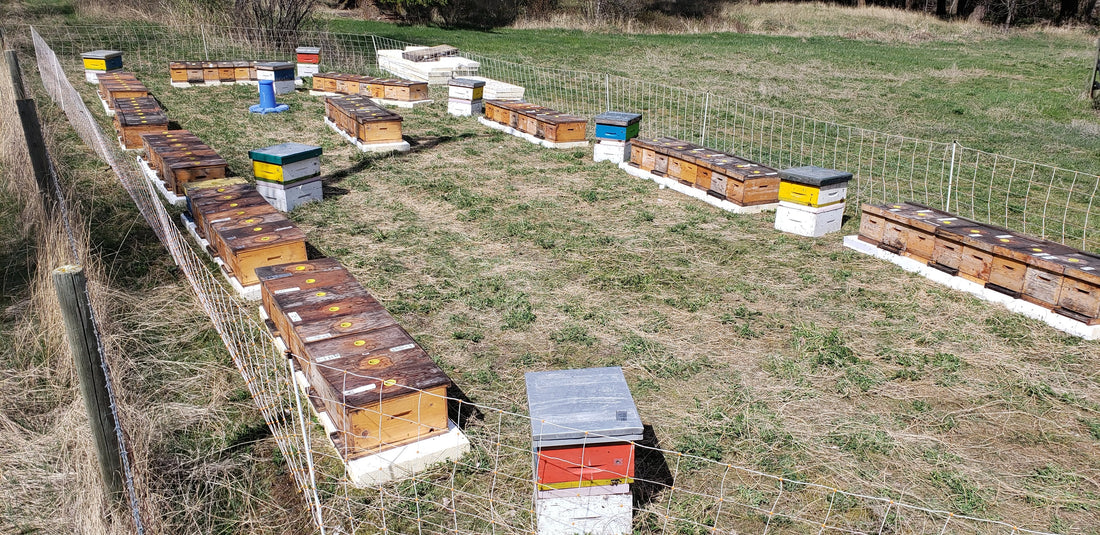 5-Frame Nuc from Golden Cariboo Honey Apiaries
