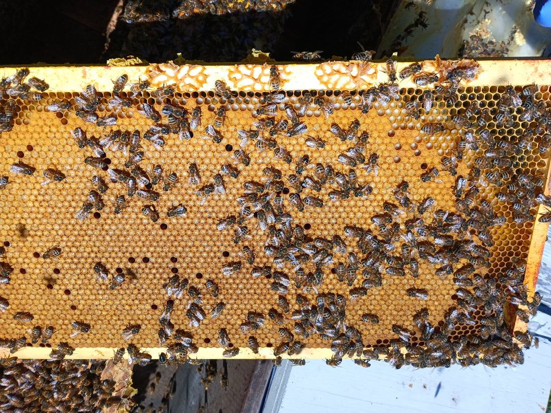 5-Frame BC Nuc, from Okanagan Honey