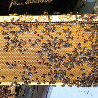 5-Frame BC Nuc, from Okanagan Honey
