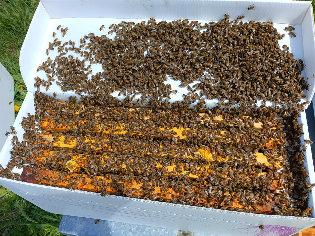 5-Frame BC Nuc, from Okanagan Honey