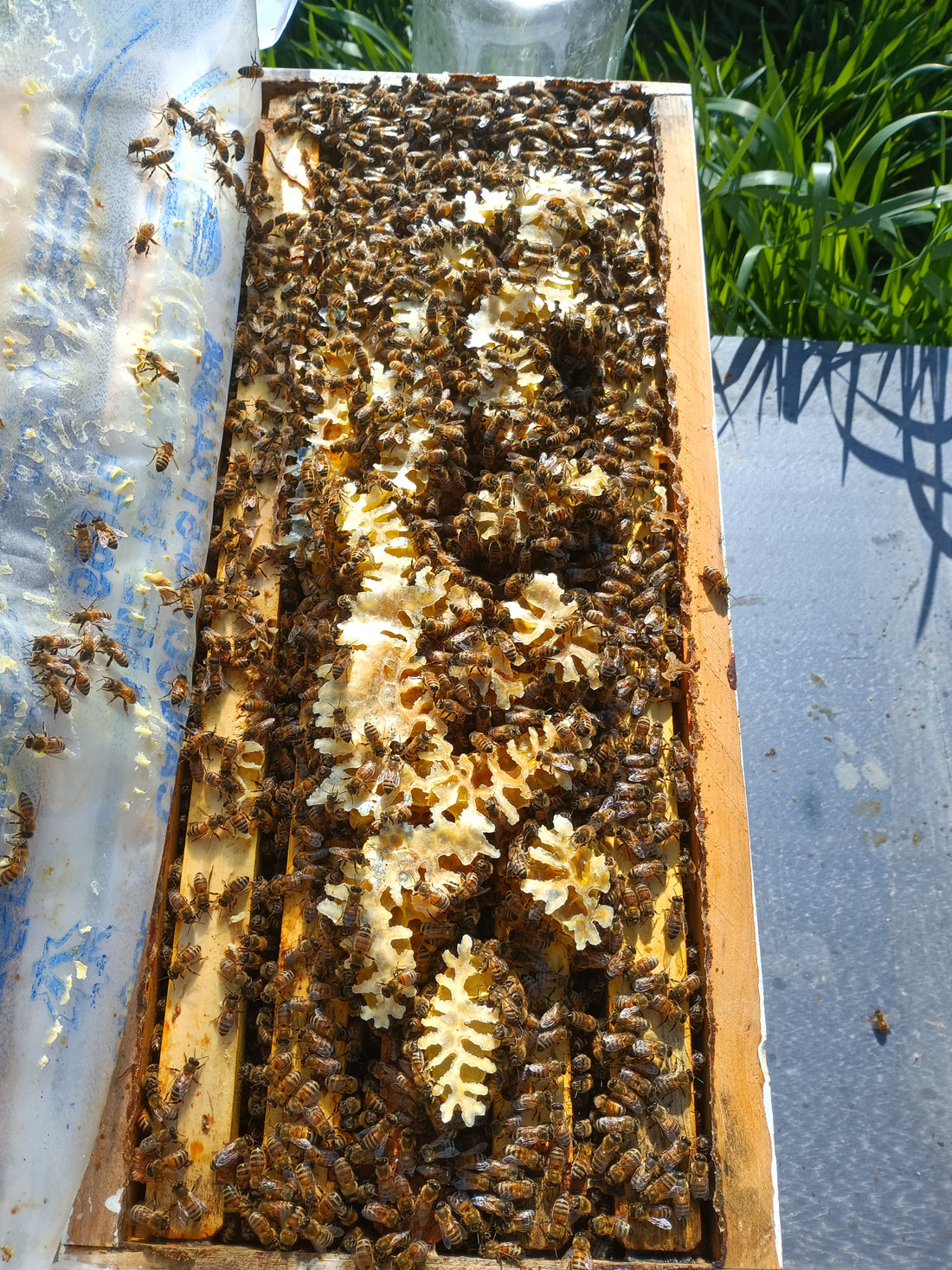 5-Frame BC Nuc, from Okanagan Honey