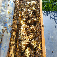 5-Frame BC Nuc, from Okanagan Honey