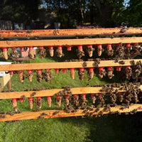 Backyard Queen Rearing Course - 2 Days