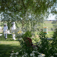 Hands-in-the-Hives Beekeeping & Mentorship Series - BEGINNER