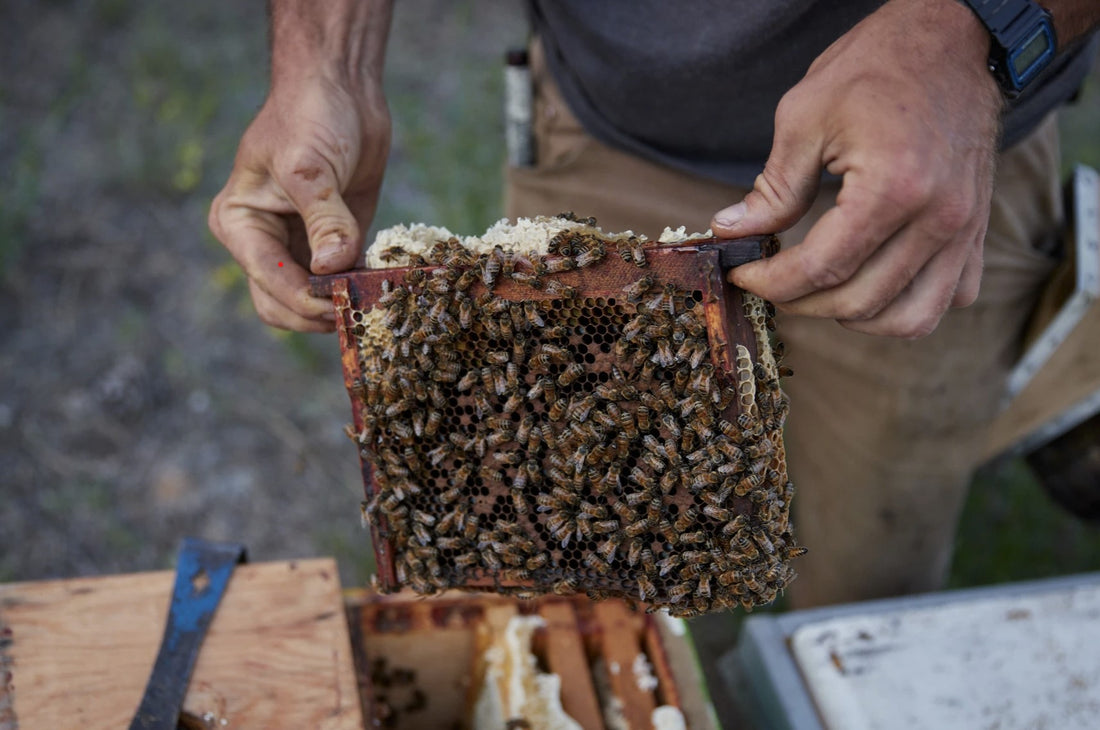 BC Queens, from Golden Cariboo Honey