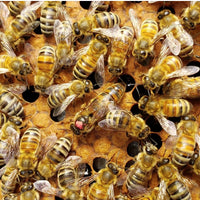 BC Queens, from Golden Cariboo Honey