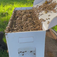 5-Frame BC Nuc, from Okanagan Honey