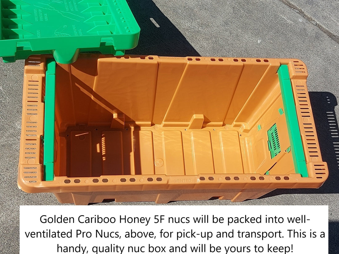 5-Frame Nuc from Golden Cariboo Honey Apiaries