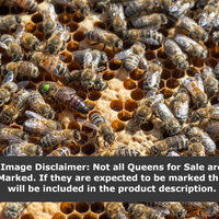 Carniolan Queens, from Chile (Available March/April)