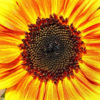 FL3267 Sunflowers - Music Box