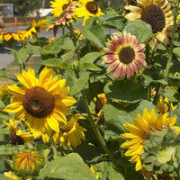 FL3267 Sunflowers - Music Box