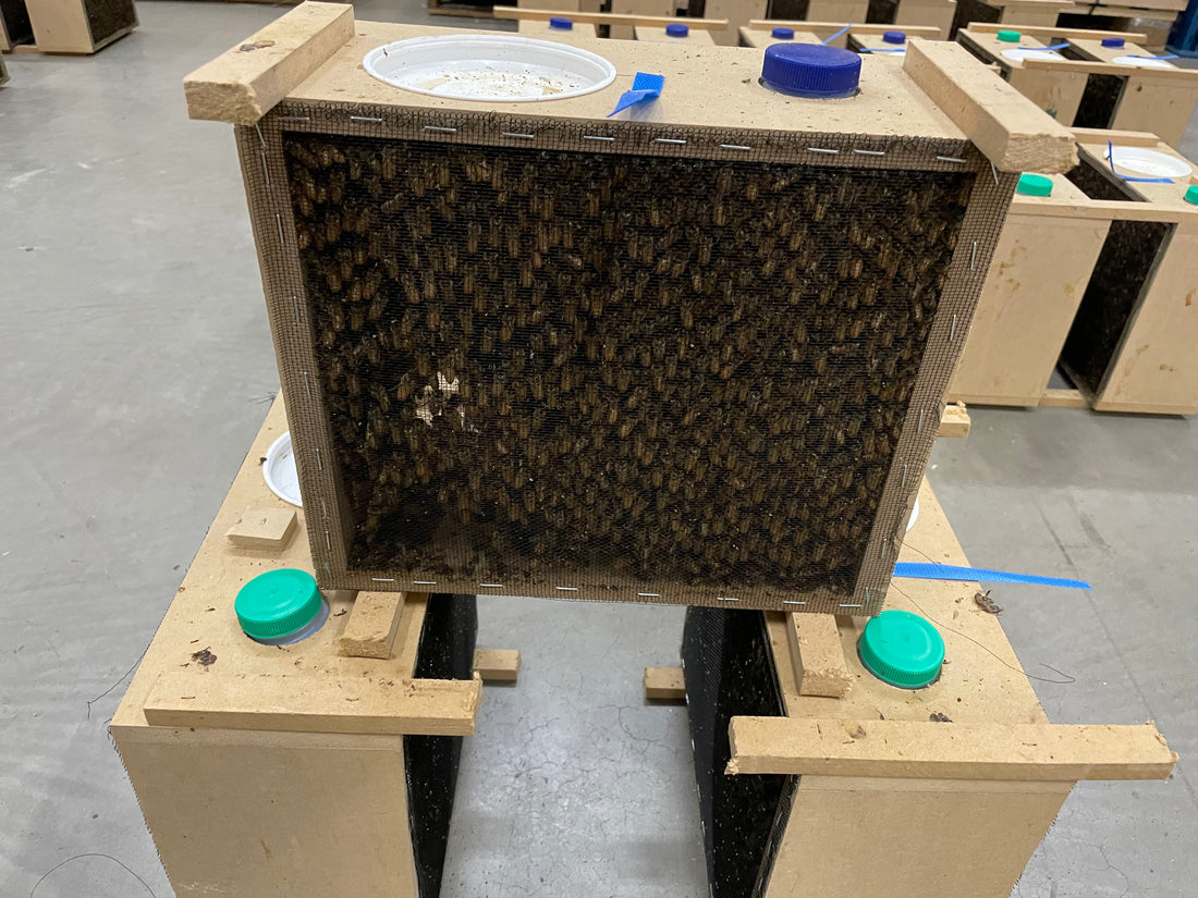 Tasmanian Packaged Bees (1.5 KG)
