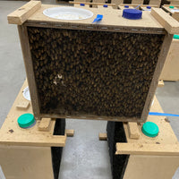 Tasmanian Packaged Bees (1.5 KG)