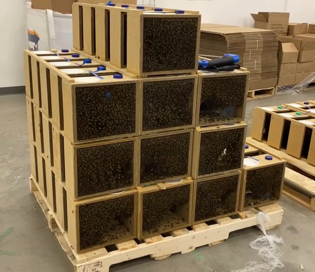 Tasmanian Packaged Bees (1.5 KG)