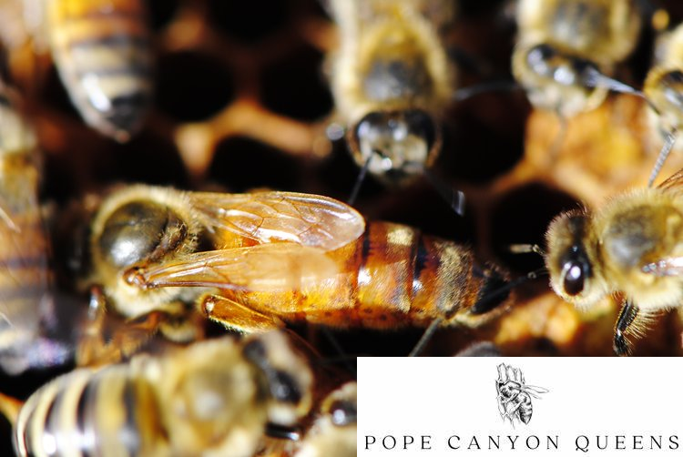 Carniolan Heritage Queens from Pope Canyon (April) -- With Caucasian & Varroa Sensitive Hygiene genetics recently introduced.