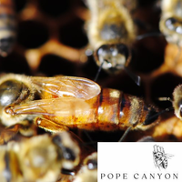 Carniolan Heritage Queens from Pope Canyon (April) -- With Caucasian & Varroa Sensitive Hygiene genetics recently introduced.