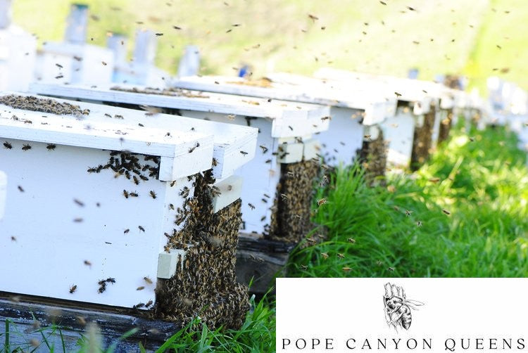 Carniolan Heritage Queens from Pope Canyon (April) -- With Caucasian & Varroa Sensitive Hygiene genetics recently introduced.