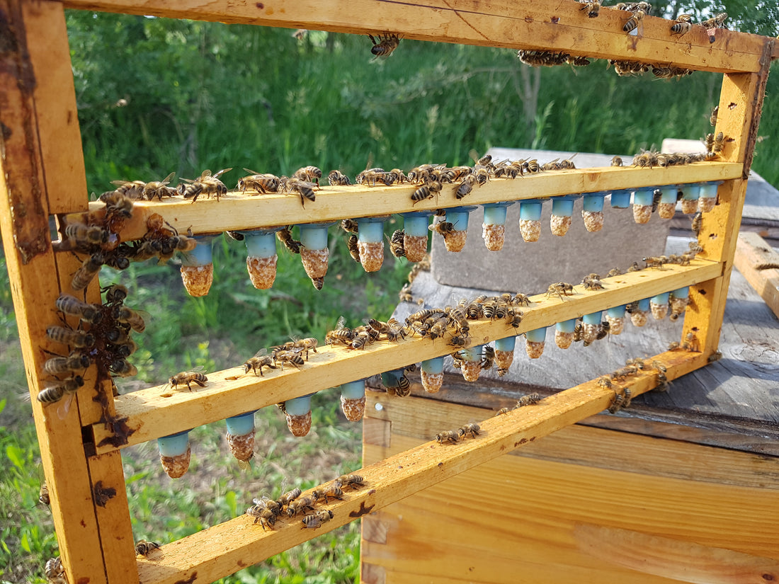 Saskatchewan Queens, from B. Strong Apiaries (June & July)