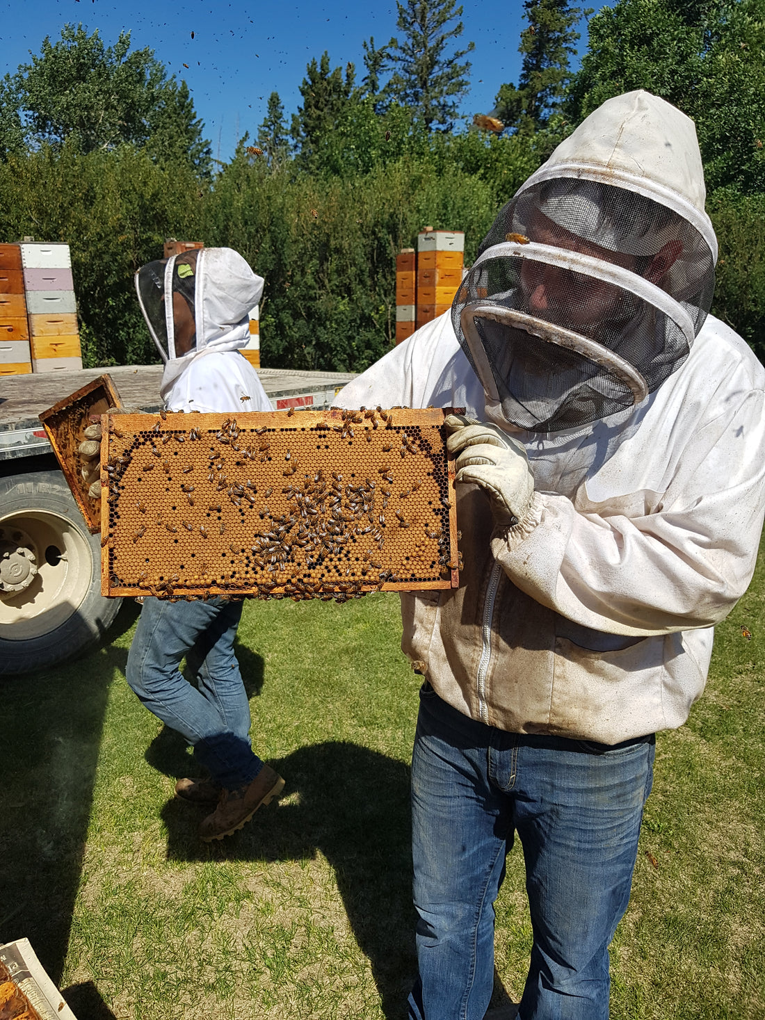 Saskatchewan Queens, from B. Strong Apiaries (June & July)