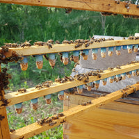 Saskatchewan Queens, from B. Strong Apiaries (June & July)