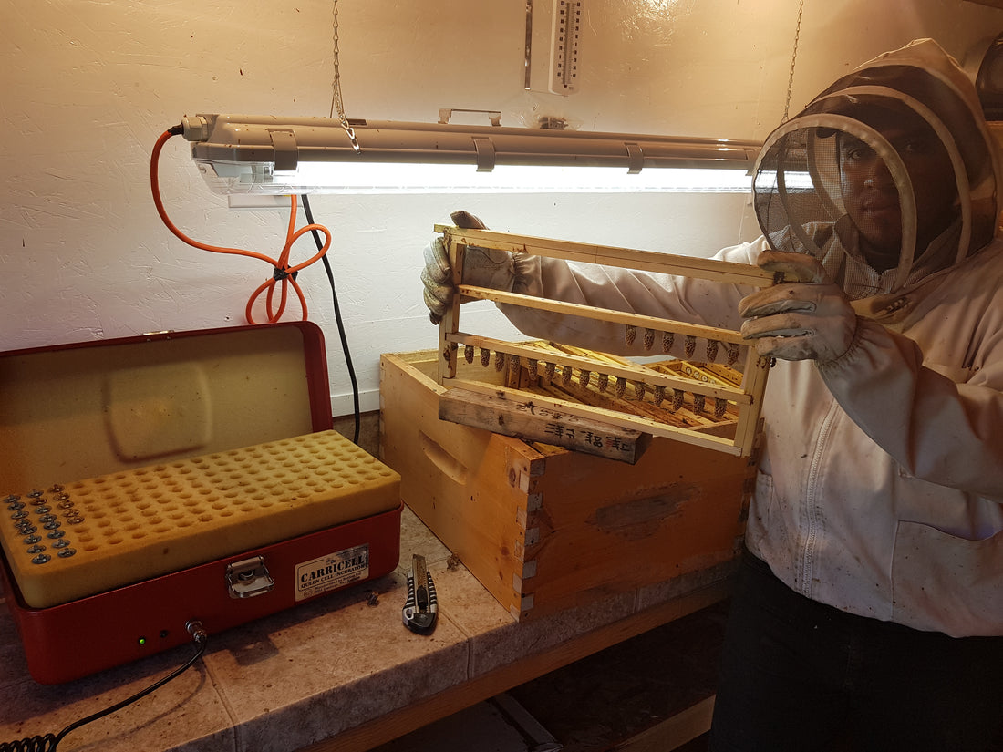 Saskatchewan Queens, from B. Strong Apiaries (June & July)
