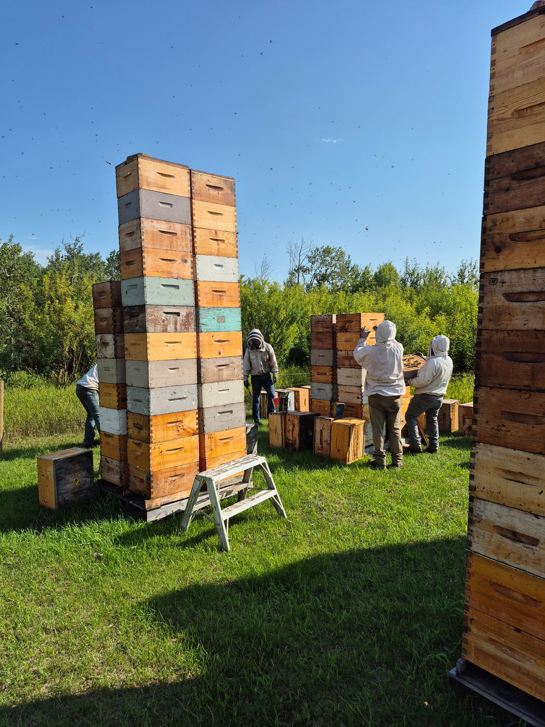 Saskatchewan Queens, from B. Strong Apiaries (June & July)