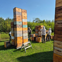 Saskatchewan Queens, from B. Strong Apiaries (June & July)