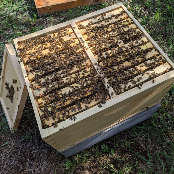 4 Way Queen Mating Nuc