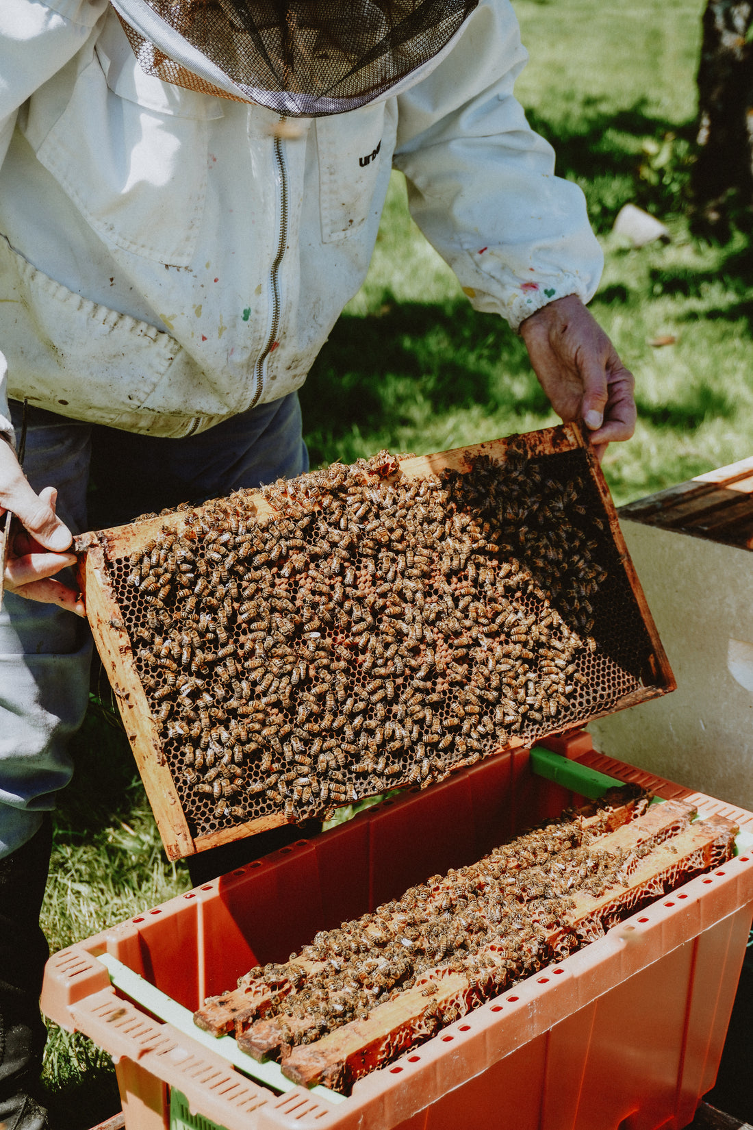 Beekeeping Workshop