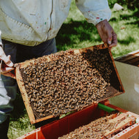 Beekeeping Workshop