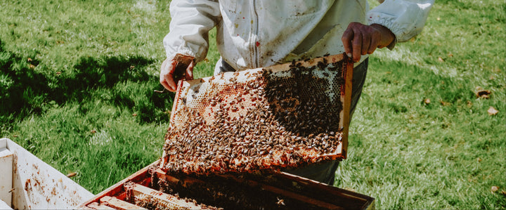 Person in beekeeping gear inspecting a honeycomb frame outdoors.